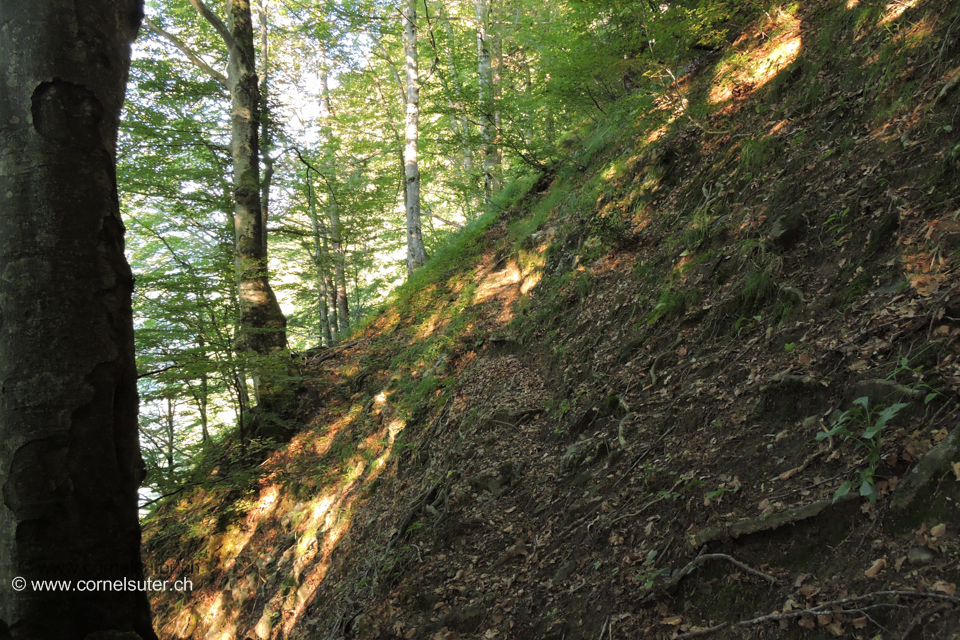 Zustieg im Wald.