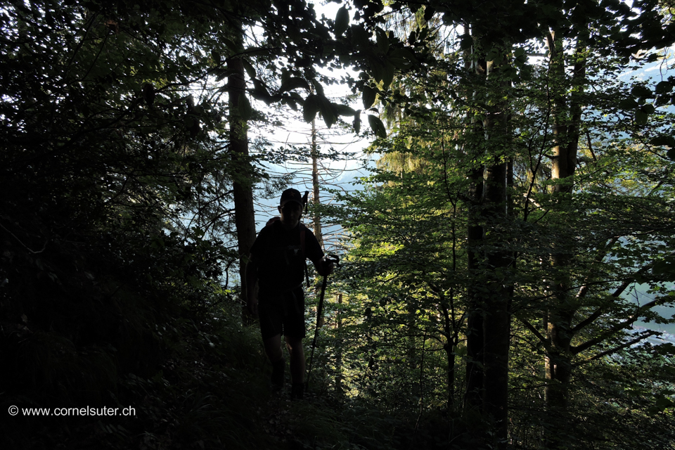 Zustieg im Wald.