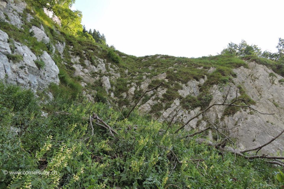 Der letzte Felsriegel zugleich die Schlüsselstelle, danach ist der Heuberigsboden erreicht.