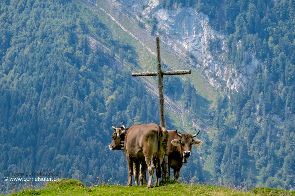 Beim Abstieg, das ist Schweiz, das ist Innerschweiz, das ist Eidgenossenschaft. Kühe mit Hörner wie es sich gehört und nicht anders.