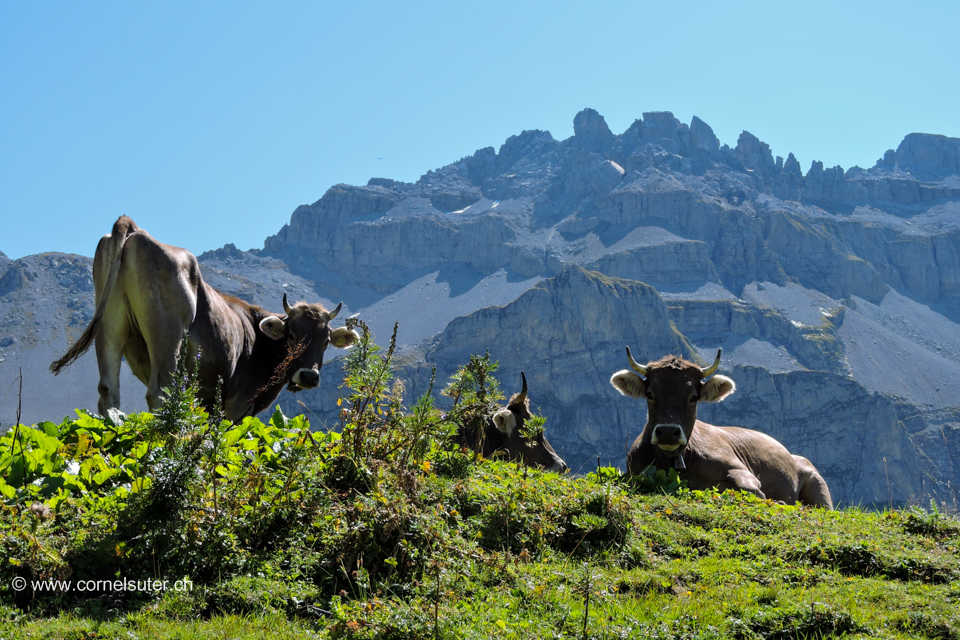 Gemütlich das Vieh, im Hintergrund die Jegerstöck.