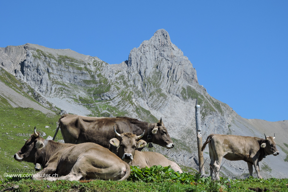 Gemütlich das Vieh, im Hintergrund der Höch Turm 2666m.