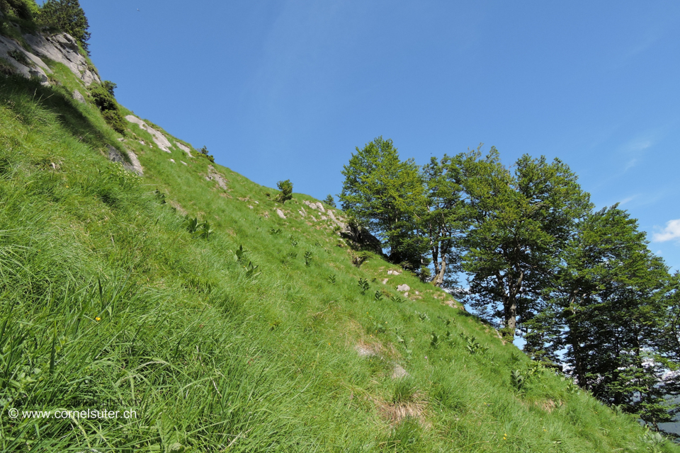 Heuberigsboden