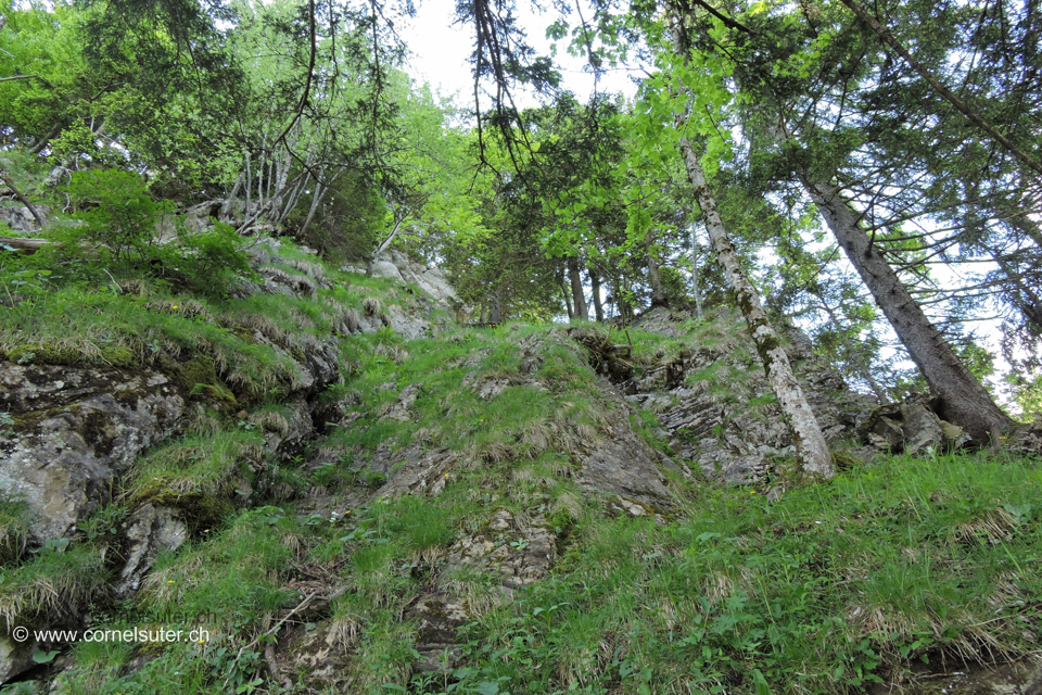 Am Aufstieg im Wald.