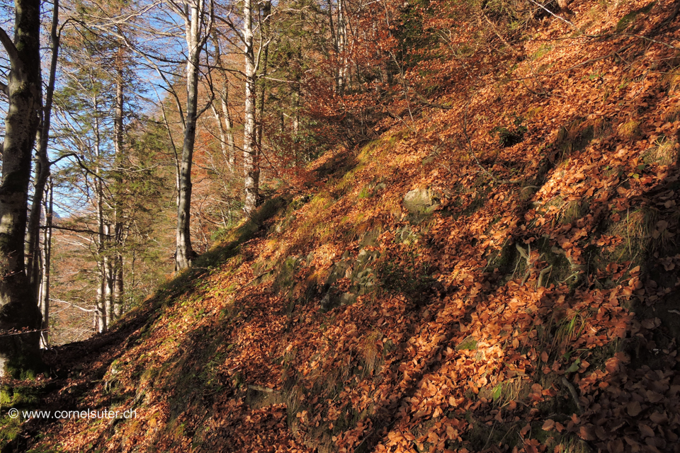 Im Wald schon weit oberhalb vom Guggäli