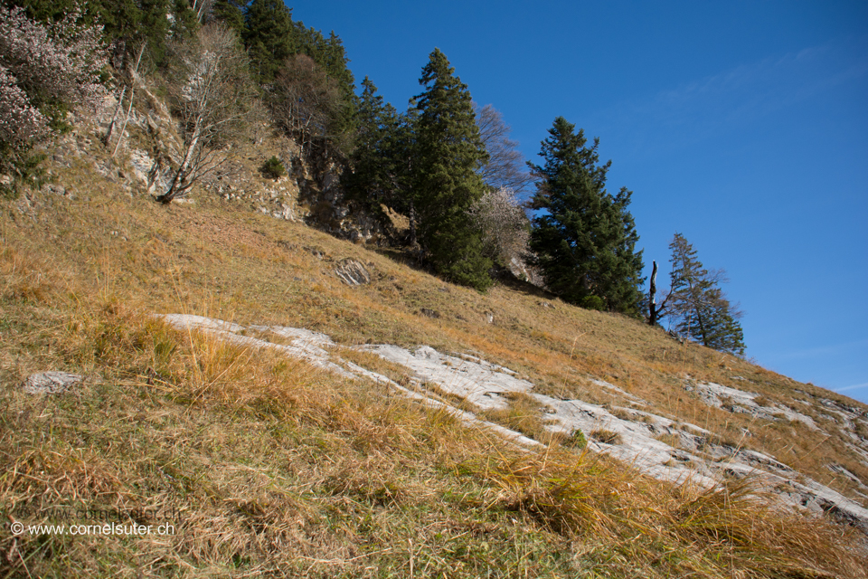 Der Heuberigsboden