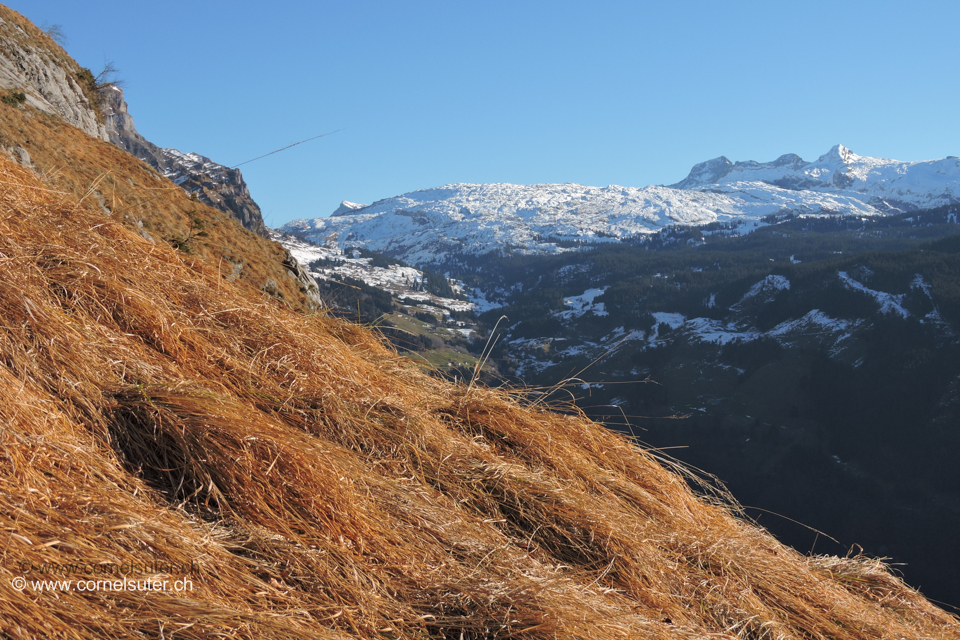 Auf dem Heuberigsboden Sicht zur Twäränä, Bös Fulen, Grisset, Pfannenstock