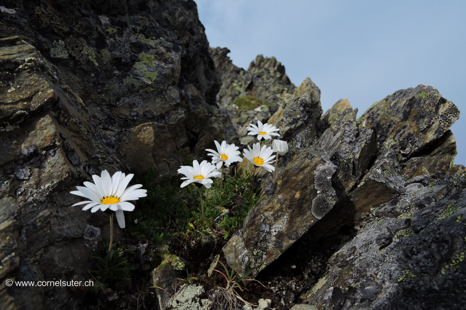 Blumen auf dem Grat.