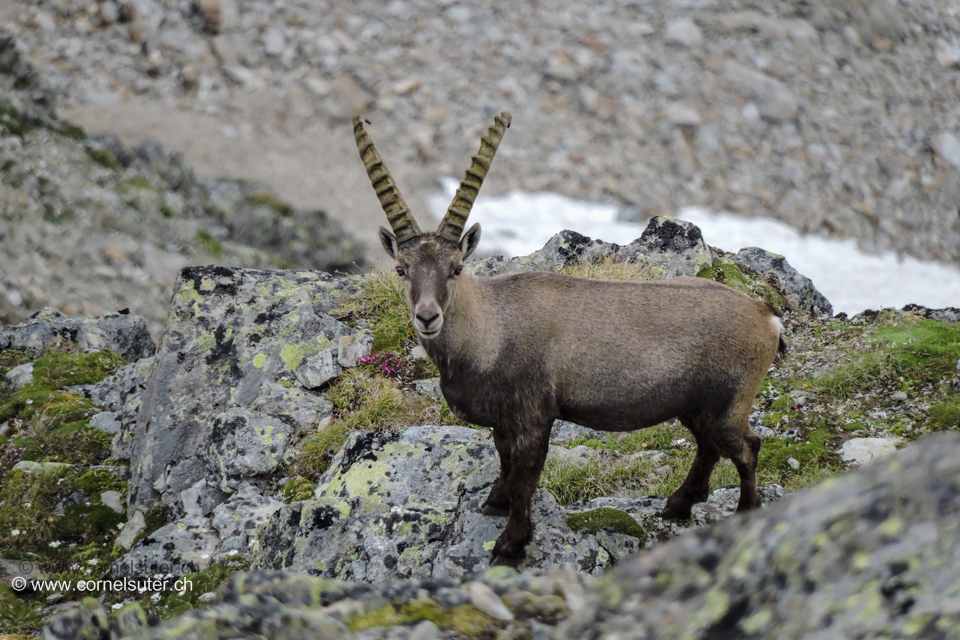 Steinbock