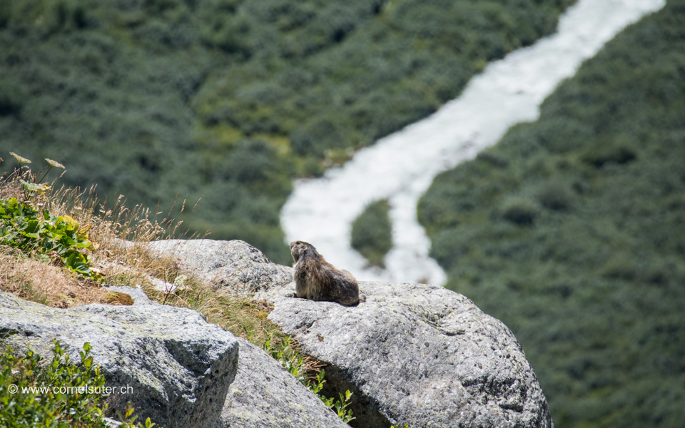 Ich widme mich nun diesen putzigen Tierchen, Munggä oder auch Murmeltiere genannt. Dieser hier geniesst die Aussicht hoch über dern noch jungen Rhone...