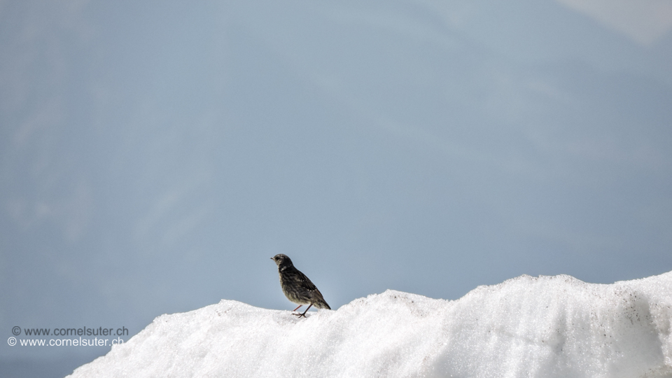Dieser kleine Vogel auf dem Gipfel, hinuter fliegen wäre auch toll.