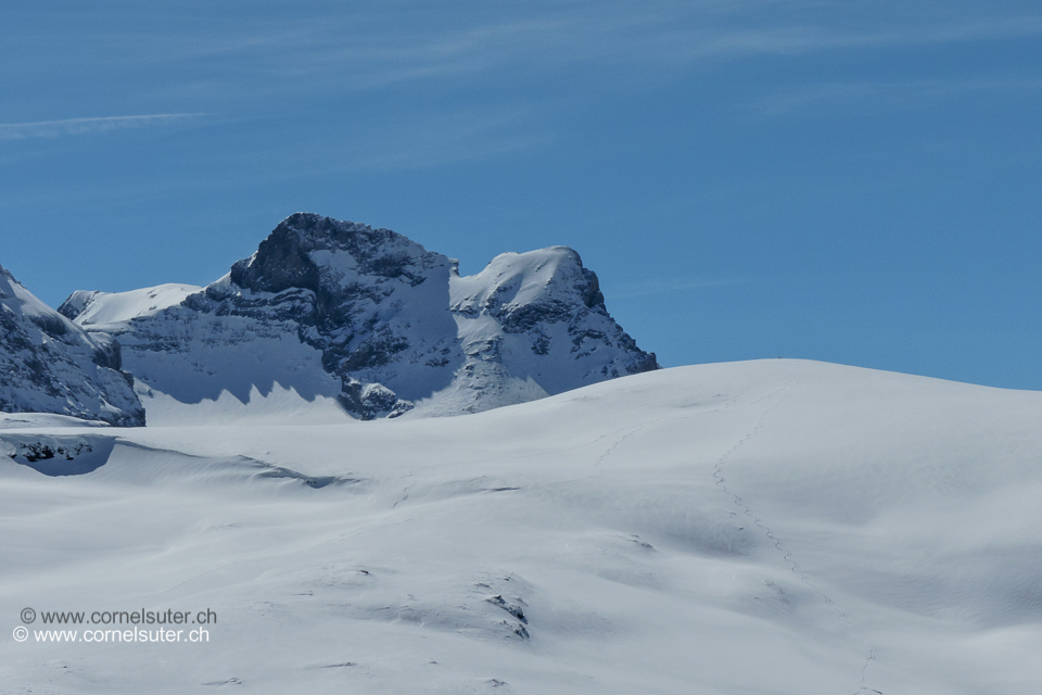 Das Schärhorn 3294m (Bericht lesen) über dem Glatten 2505m