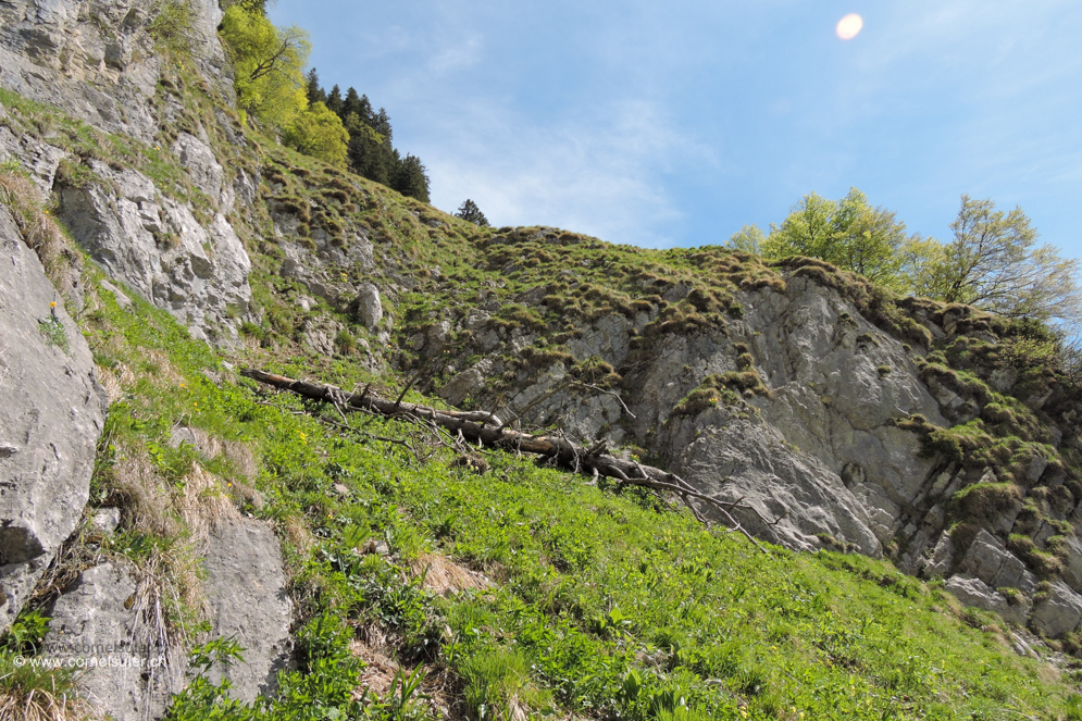 Die Schlüsselstelle im Band bildet diese Stufe... durchsetzt mit Fels und Gras, steil.