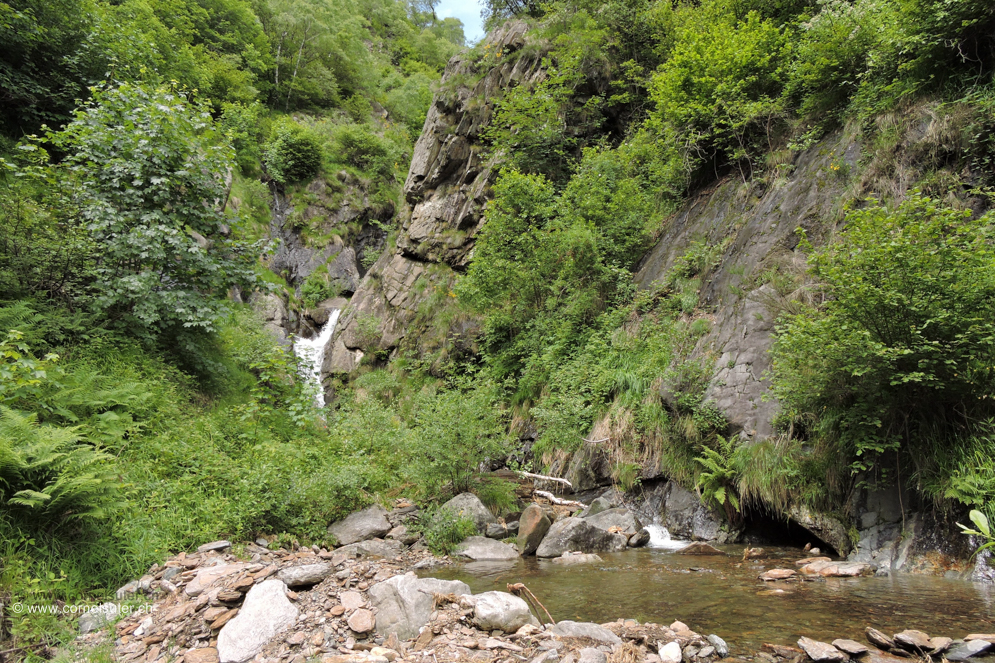 Im Tessiner Regenwald.