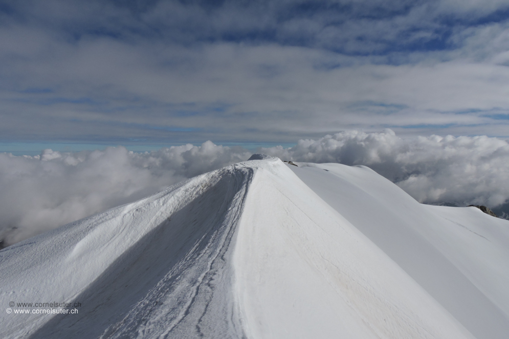 über den schönen Firngrat zum Mittler Tierberg Vorgipfel/Skigipfel.