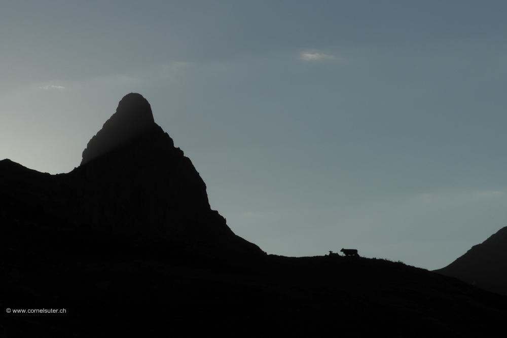 Im gegenlicht, der Höch Turm 2666m  mit Vieh