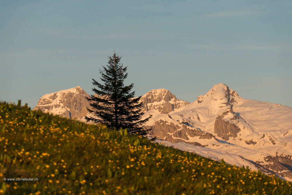 16.Mai. Die ganz grossen hohen Berge im Kanton Schwyz, Bös Fulen 2801m, Grisset 2723m, Pfannenstock 2572m. Nach einer Fyrabig Bergtour hinauf durch die Gitzischössli.