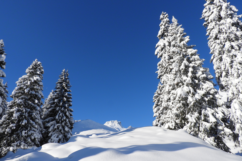 Was für ein schöner Wintertag, so herrlich, frischer Pulverschnee so weit man sehen kann. Sicht zum Rau Stöckli 2290m.