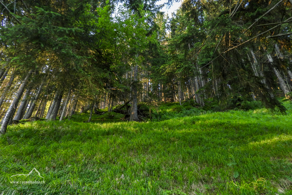 Wir sind am Aufstieg im Haglisbergwald.
