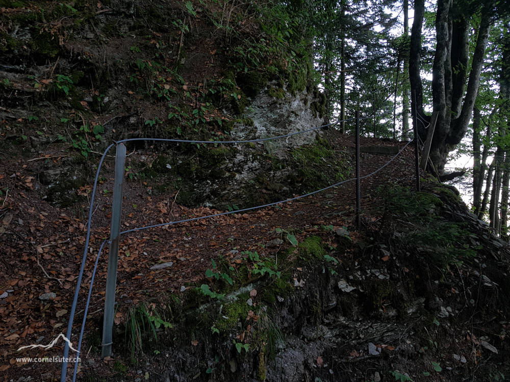Auf dem Bergweg im Wald.