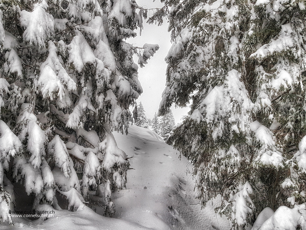 Winterwönderländ