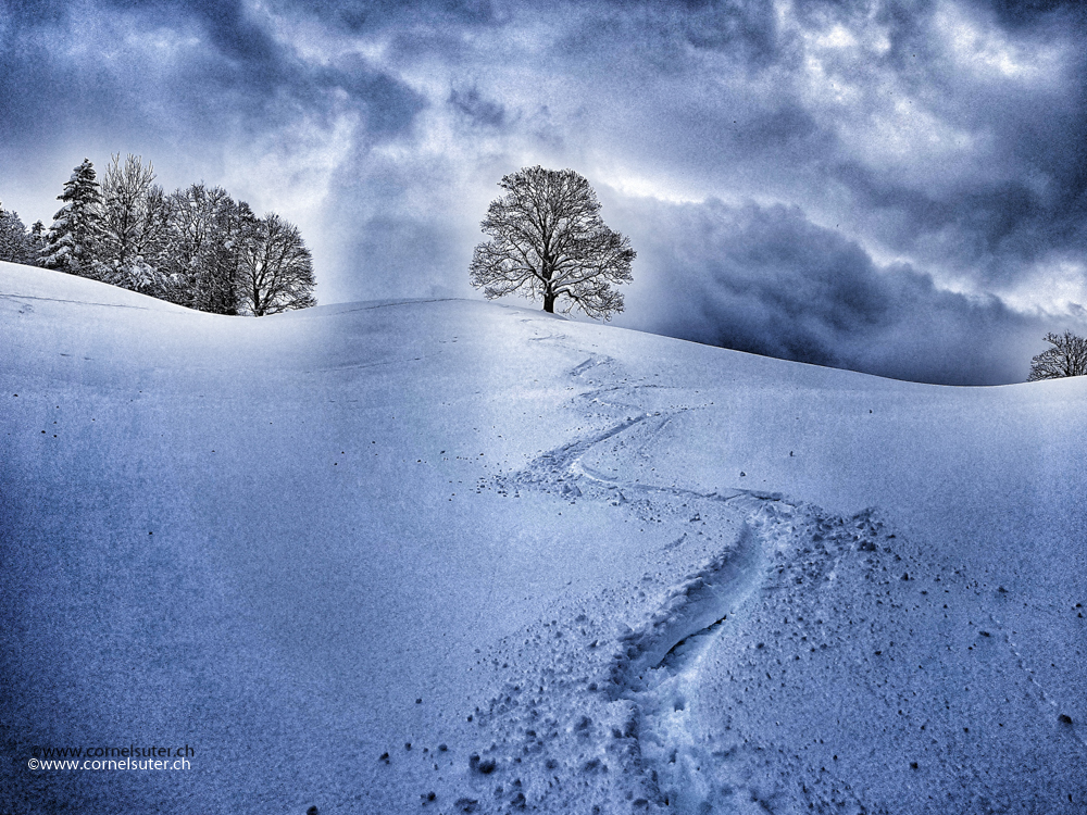 Der Baum und die Spur....