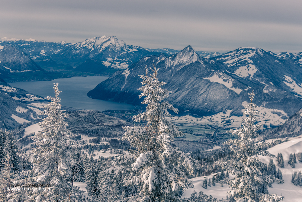 über verschneite Tannen reicht der Blick über Brunnen zum Vierwaldstättersee.