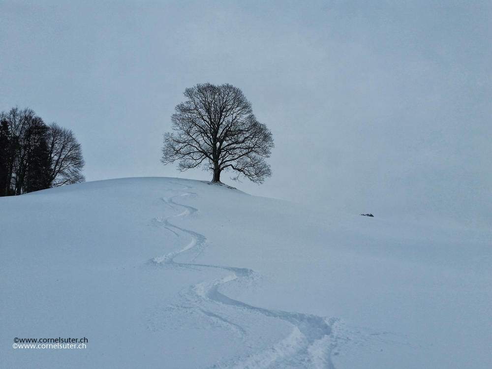 Der Baum und die Spur.