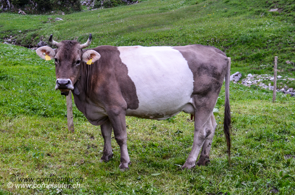 Gurt Kuh auf unserer Alp Grindsblacken 1193m.
