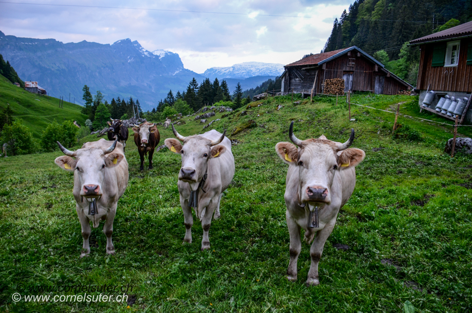 Kühe auf unserer Alp Grindsblacken 1193m.