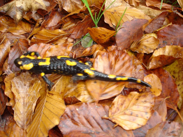 Auch diese Art von Salamander war unterwegs.