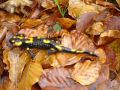 Auch diese Art von Salamander war unterwegs.