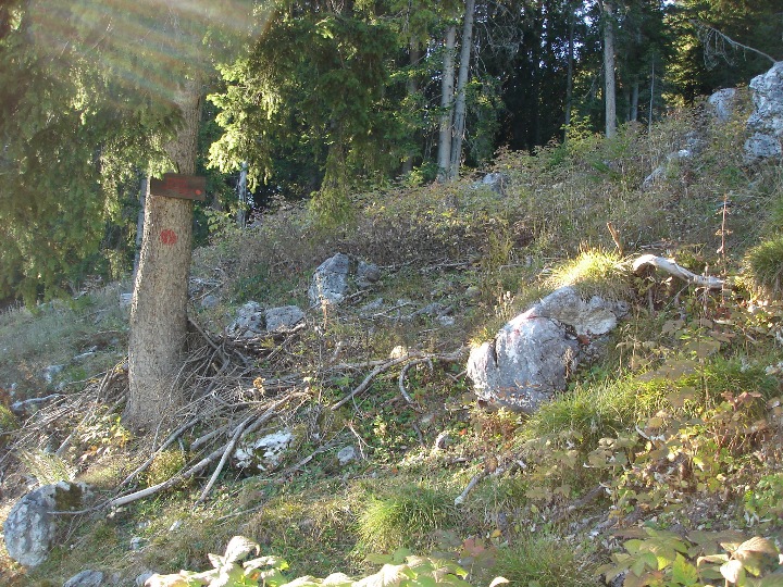 Die Tanne rechts am Weg mit dem Wegweiser Tuxeck SO-Grat.