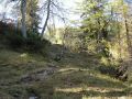 Schner Wanderweg im Nadelwald am Feldberg.