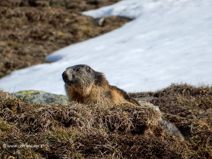 Die Murmeltiere sind schon hell wach.
