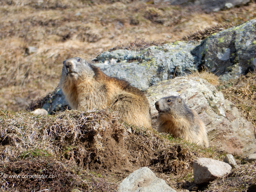 Die Murmeltiere sind schon hell wach.