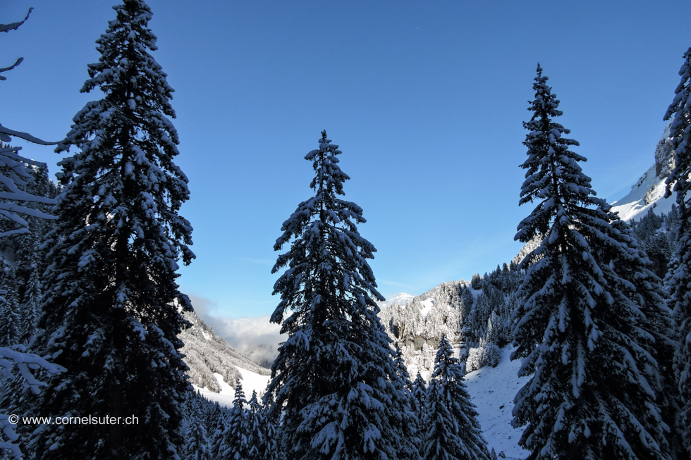 Wintermärchen im Ruosapler Wald