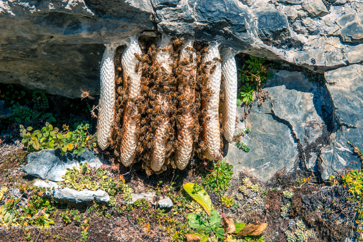Wilde Bienen auf der Glattalp.