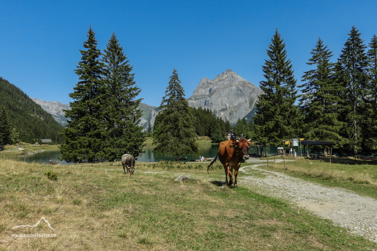 Wieder beim Arnisee.