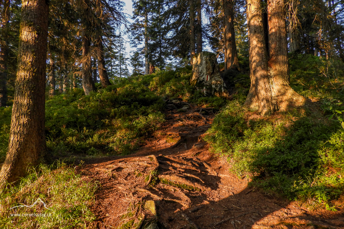 Wunderschöner Weg im Grüenwald 