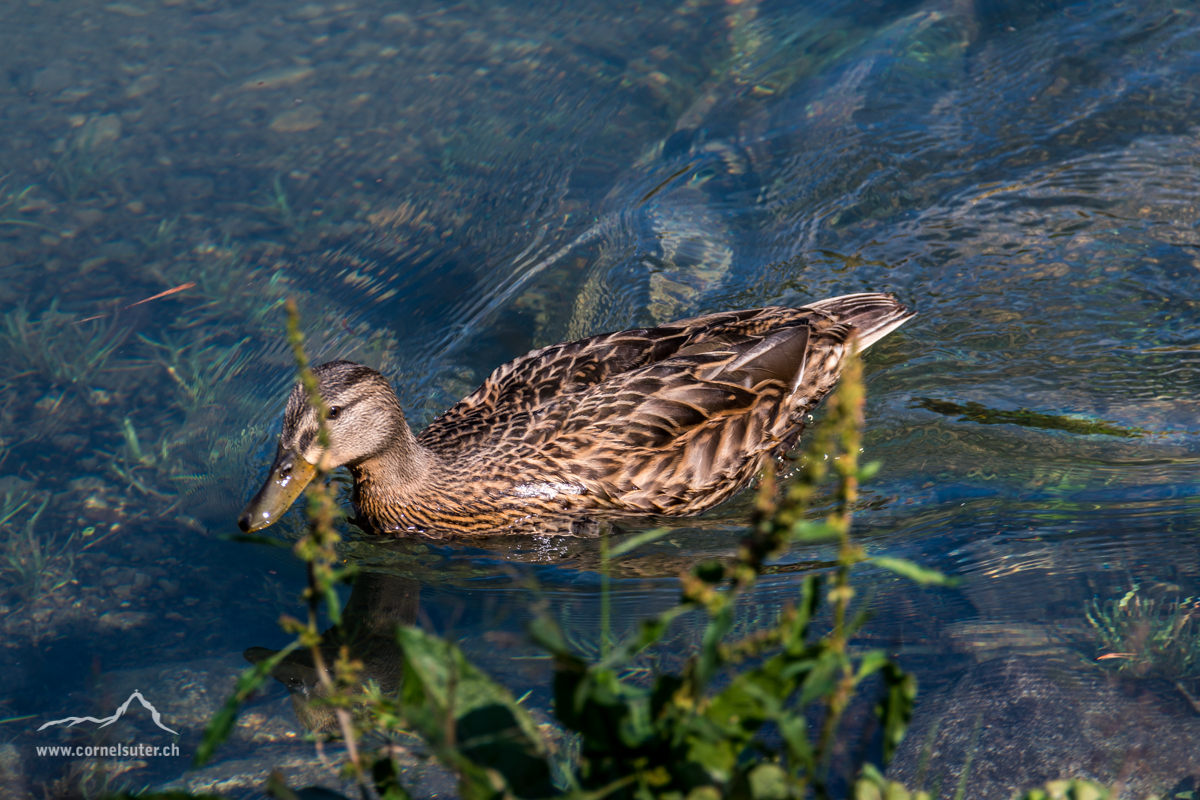 .. und lockt Tiere und Wanderer um hier zu verweilen.