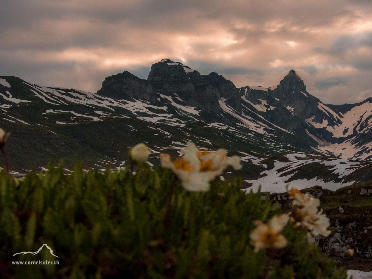 Bergfrühling auf der Glattalp