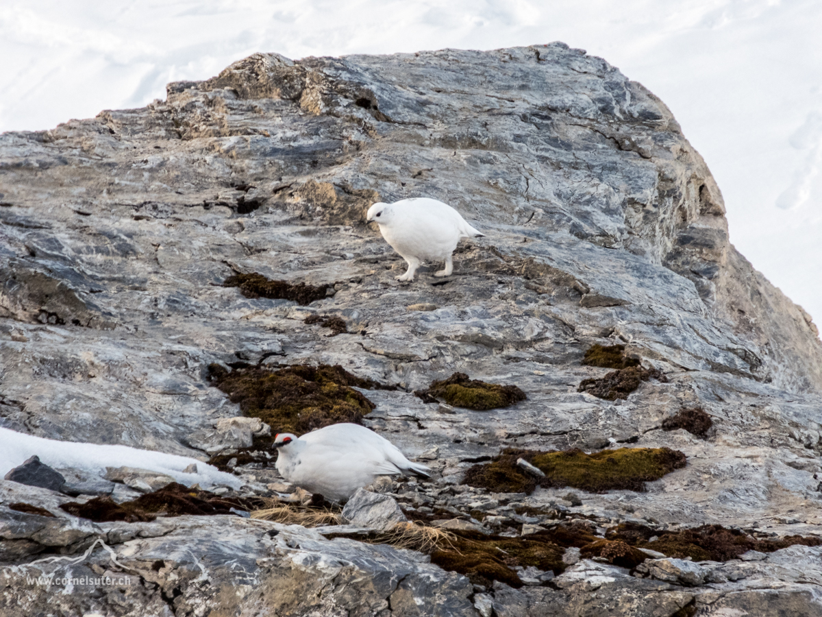 2mal Schneehuhn