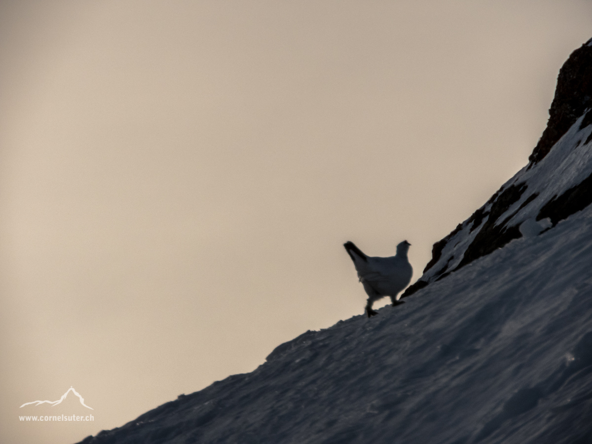 1mal Schneehuhn