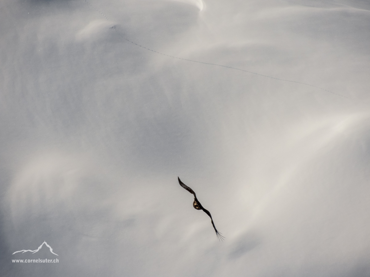 Fliegen wie ein Adler sollte man können......
