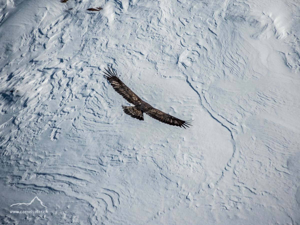 Dann haben wir tatsächlich diesen Adler gesehen, er flog auf über 3000m Höhe, unglaublich, bei ca minus 10° !!!