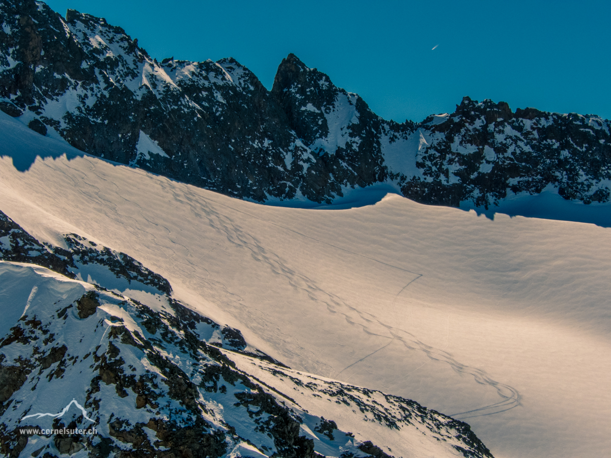 Unsere 3 Abfahrtsspuren unterhalb des Gross Griessenhorn auf dem Tschingelfirn.
