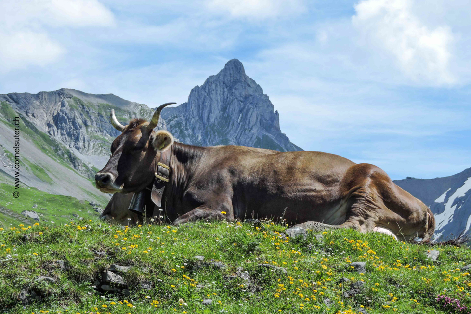 Auf der Glattalp