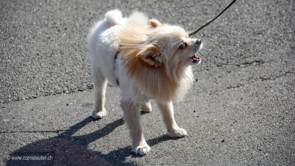 kläffender Hund in der Stadt Bern