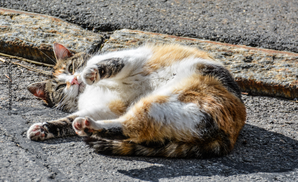 Katze